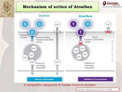 atosiban mechanism